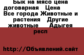 Бык на мясо цена договарная › Цена ­ 300 - Все города Животные и растения » Другие животные   . Адыгея респ.